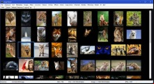 ImageViewer
